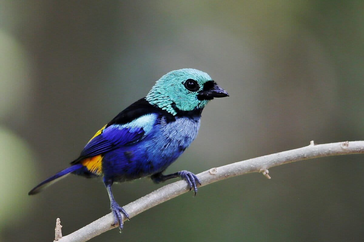 Brazil's Atlantic Forest still losing ‘large amounts’ of mature forest, despite legal protection
