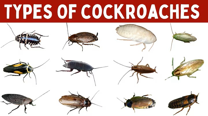 Cockroaches, Filth, and Unlicensed Food Handlers - Bakery in San Miguelito is Closed due to Unsanitary Conditions