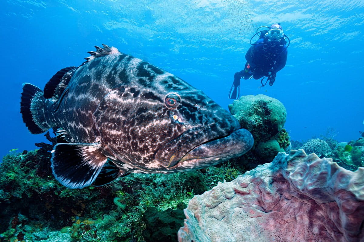 Black grouper at Palancar Reef, Cozumel, Mexico.