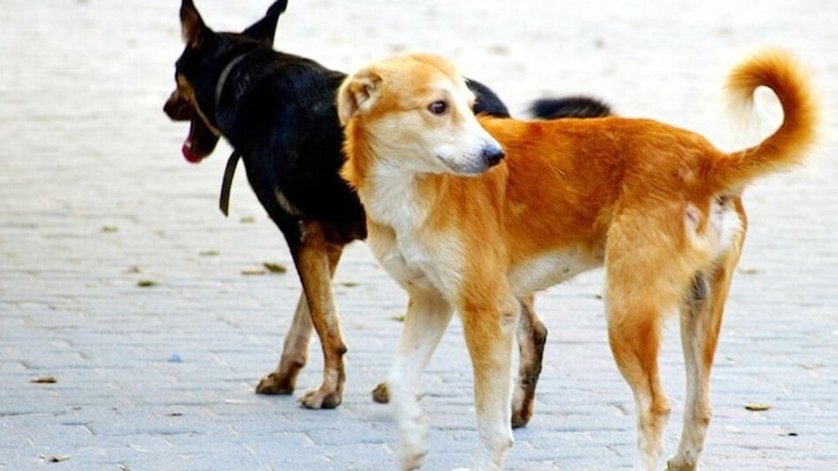 Dog bite cases: Keep separate records for pet and street dog bites: Animal board urges government