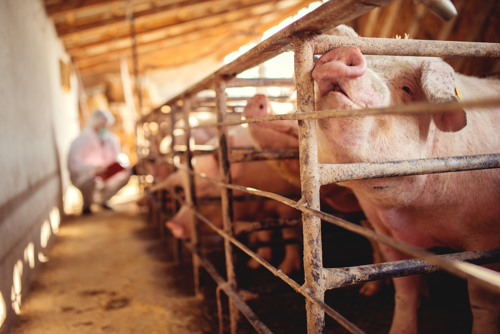 Glass walls in slaughterhouses: Party for the Animals