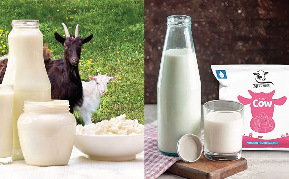 Goat Milk vs. Cow’s Milk: Which to choose?