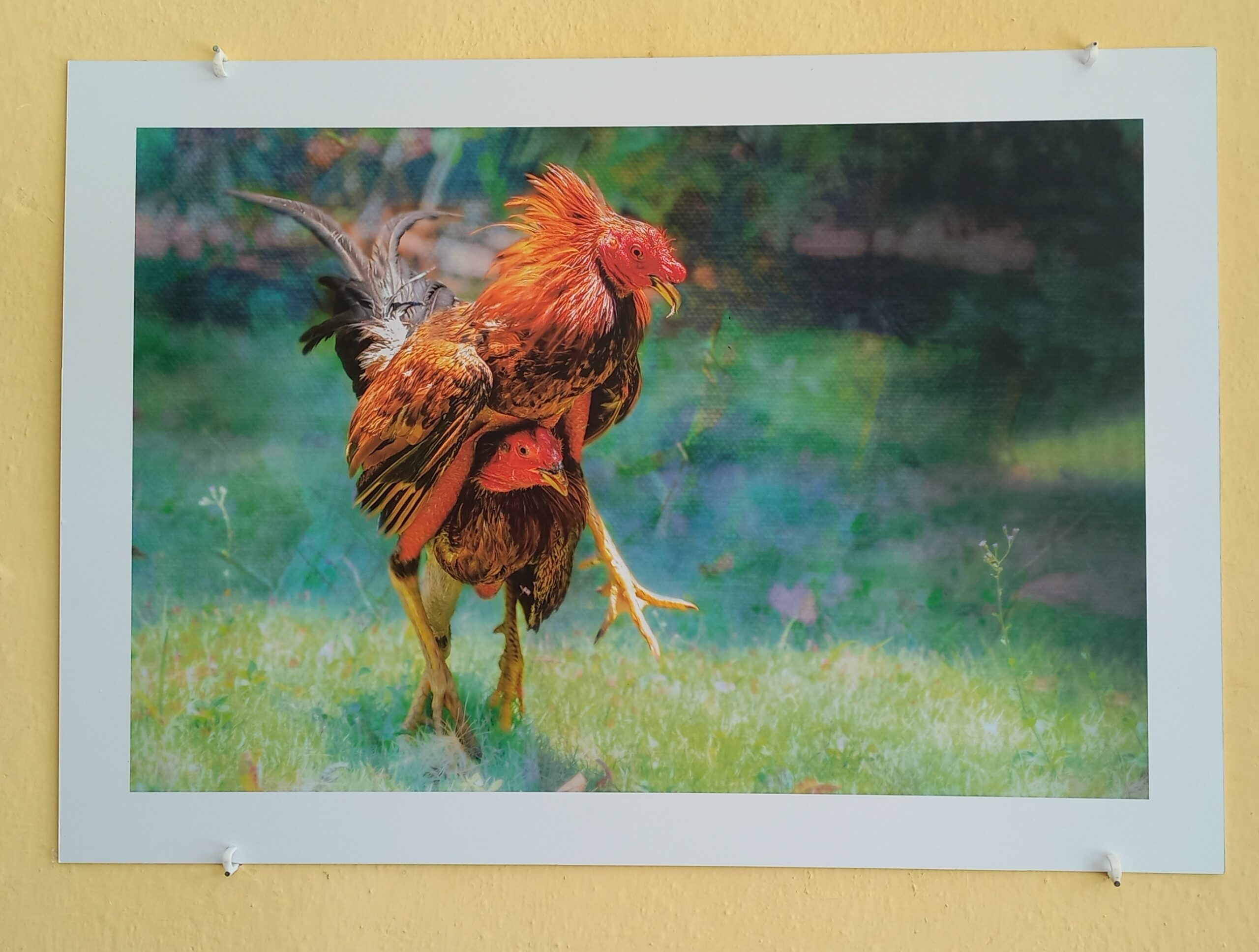 Havana Art Exposition: "Like a Fine Rooster"