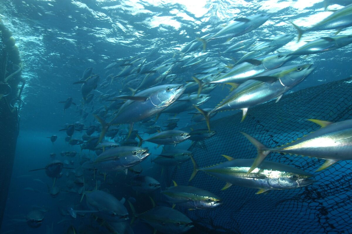 Yellowfin tuna, one of the seven major commercial tuna species, attempt to outswim a seine net in the Seychelles. Fishing is the second largest industry on this small Pacific Island, and like many other Pacific Islands, it faces major revenue losses as tuna shift their migration patterns into the high seas due to climate change.