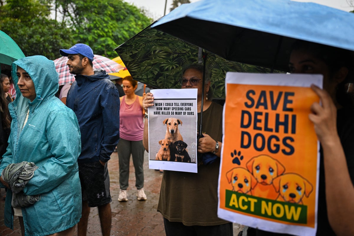 India’s top court ordered 1 million stray dogs to be removed from the streets. The backlash was immediate