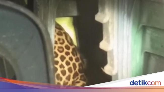Momen Menegangkan Evakuasi Macan Tutul dari Balai Desa Kuningan