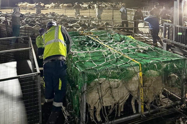 Mongolia Delivers First Batch of Bayad Sheep to Uzbekistan