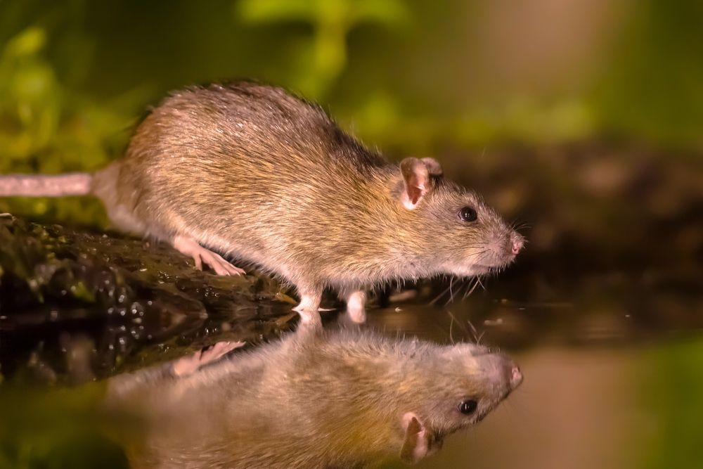 NVWA smells a rat as businesses take to illegal pest control