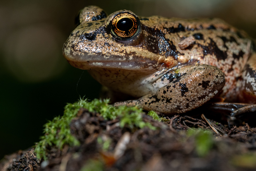 Rare frog's comeback in California helped by Mexican biologists