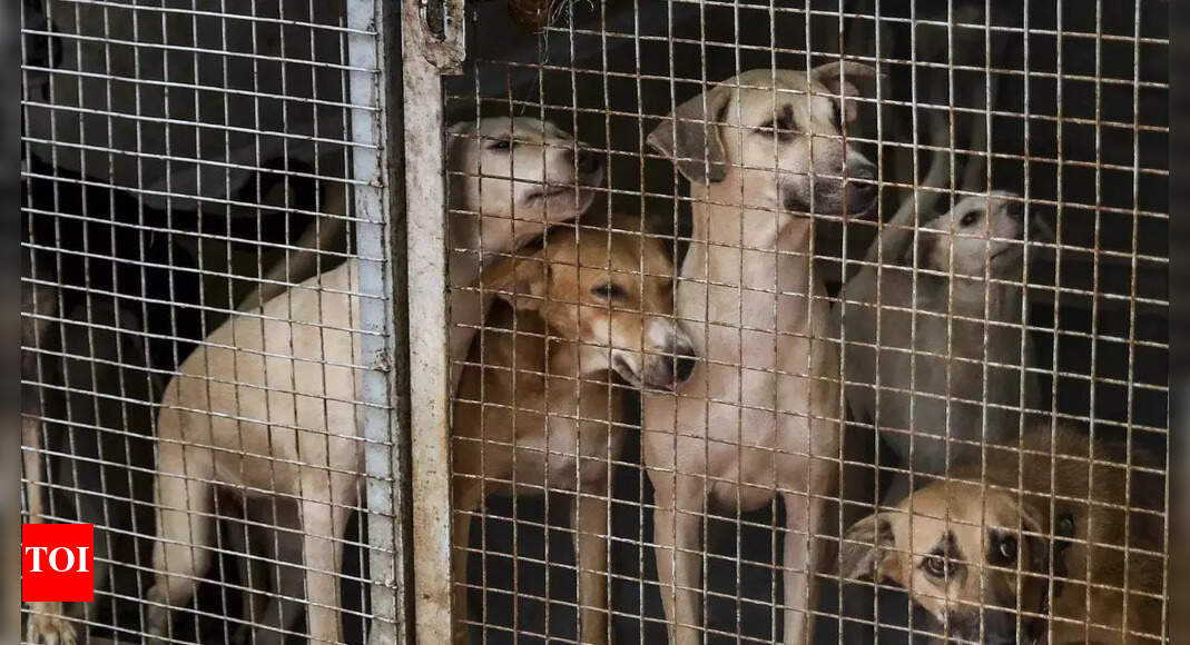 SC order on Delhi stray dogs: Protests erupt in Capital, many detained; Peta slams 'illogical' ruling | India News