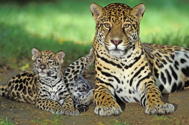 The Other Side of Living with Felines: Predators in Our Backyard