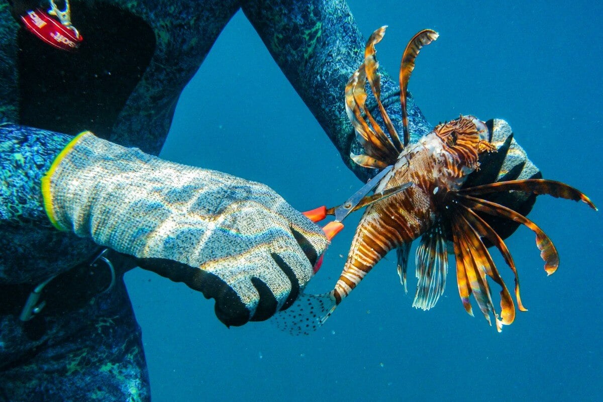 Tropicalization of Mediterranean speeds up amid record 32C waters