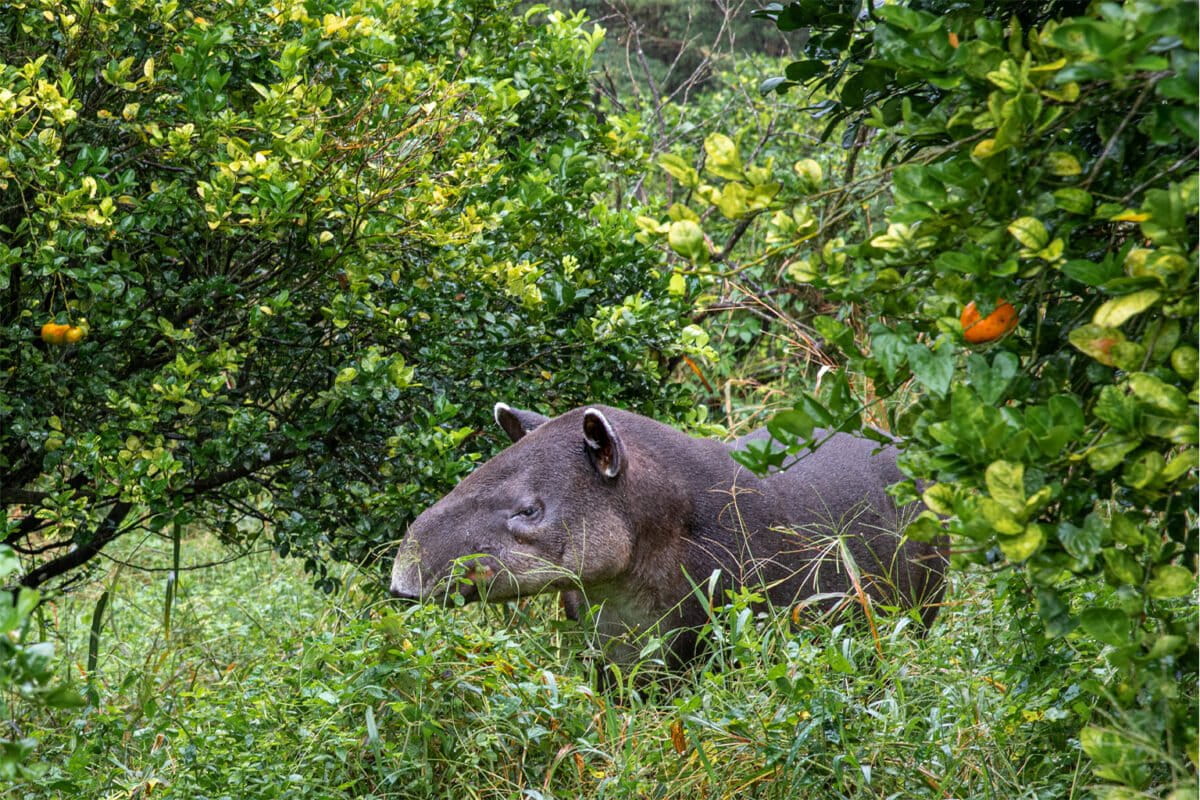 A Baird's tapir.