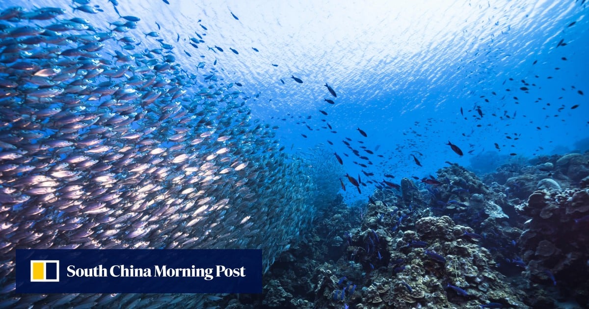 Available for free: China releases global data for prime fishing grounds