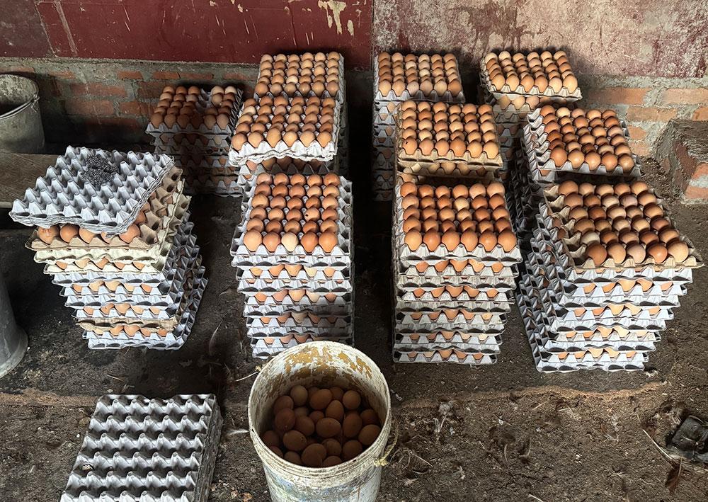 Bhutan’s egg shortage: A crisis seeded months ago
