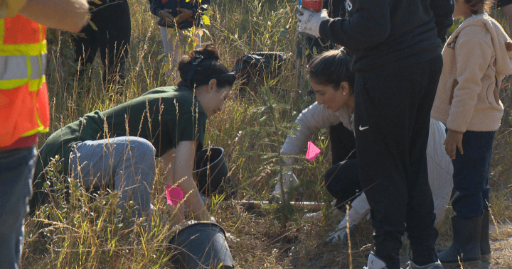 Calgary volunteers plant more than 300 trees at Edworthy Park