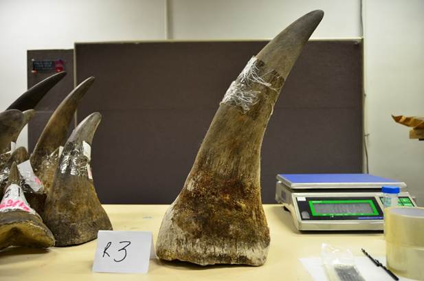 Chinese national jailed 18 years for illegal rhino horn and ivory dealings