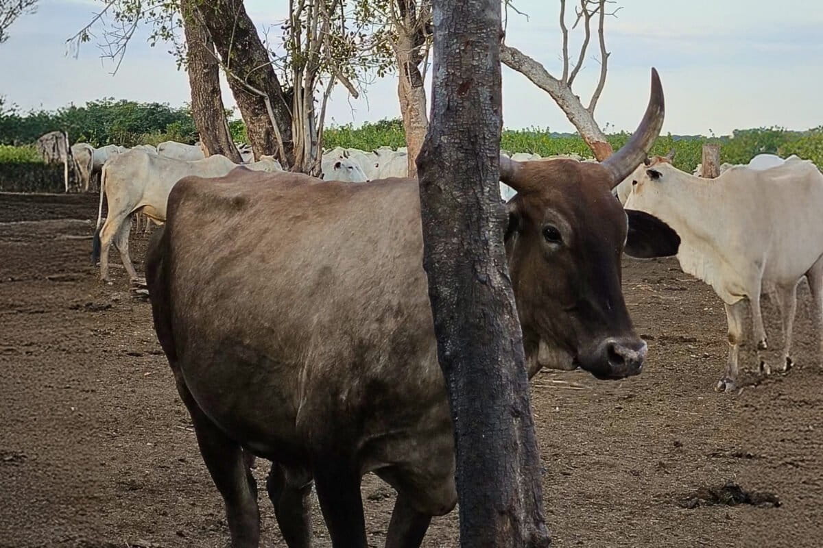Conservationists split over greener ranching versus ditching beef