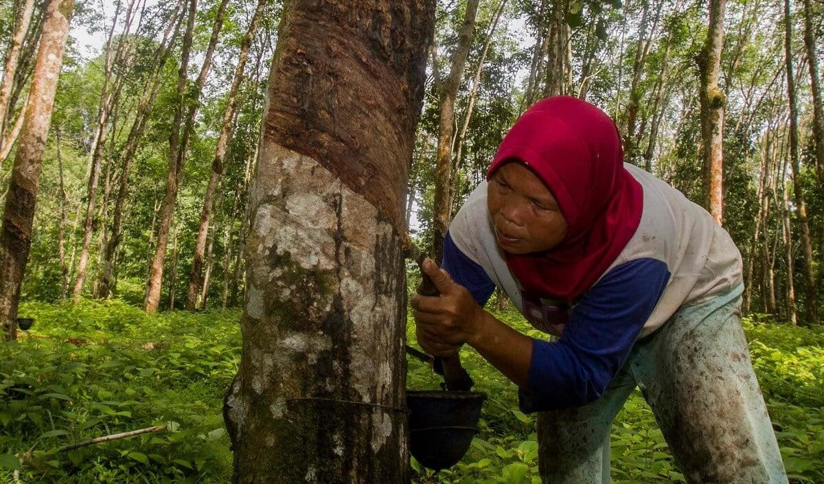 Experts flag unintended harms from EU deforestation law