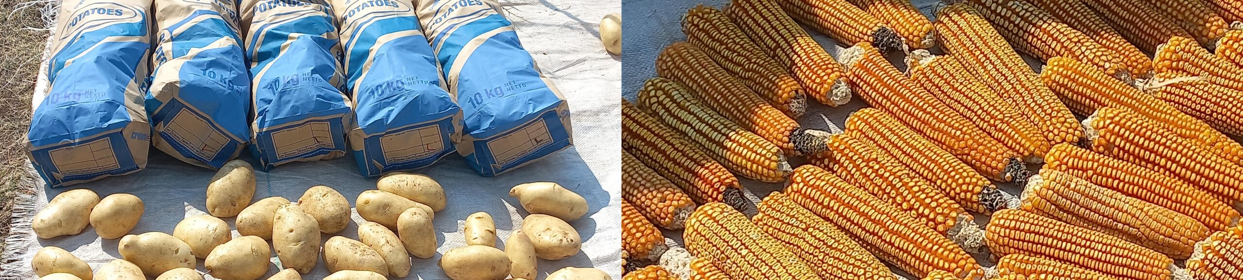Farmers reap rewards of LHDA partnership in Mokhotlong