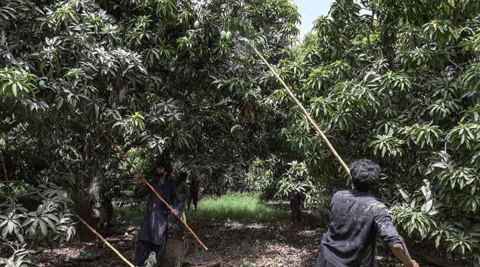 Floods put South Punjab's mango orchards at risk of decades-long losses