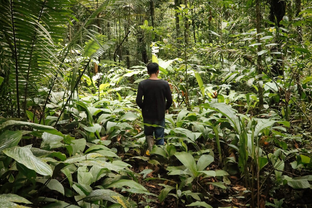 Forests on Indigenous lands help protect health in the Amazon