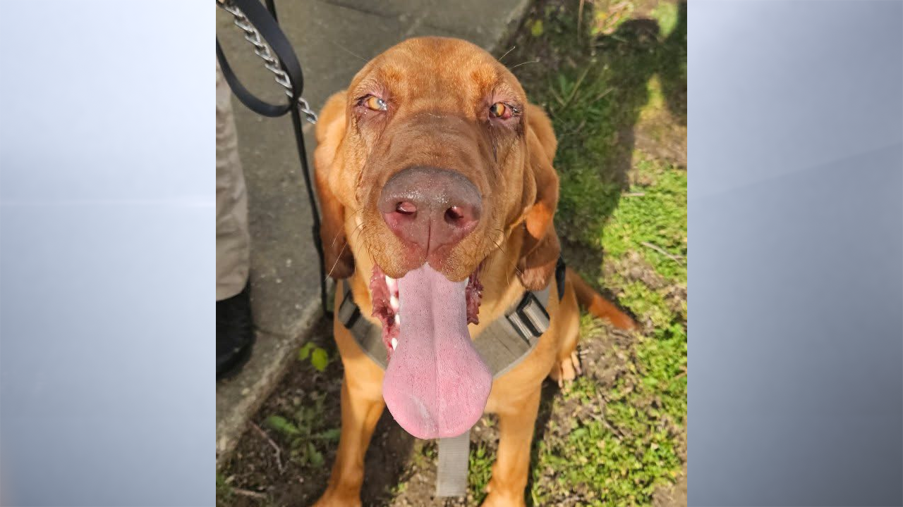 Grant County Sheriff's Office seeks help finding K-9 Ellie Mae - Indianapolis News | Indiana Weather | Indiana Traffic