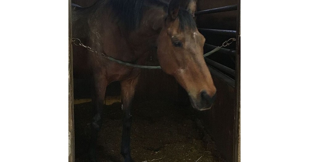 Haru Urara, Japan’s winless “Star of the Losers” race horse, has passed away