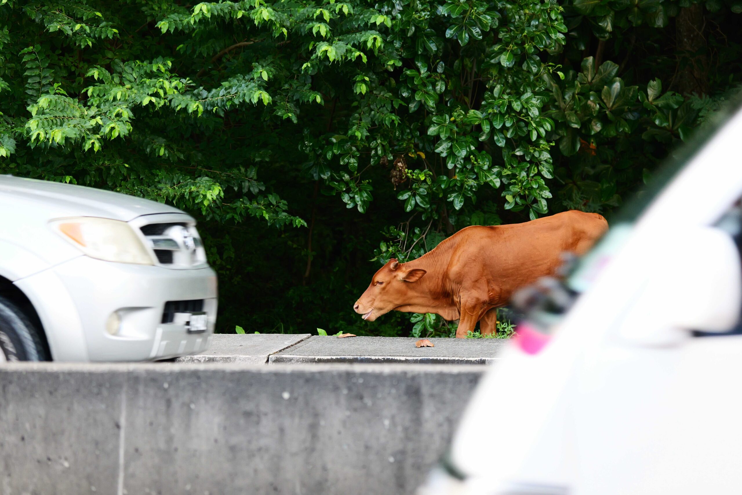 Highway Hazard: Government seeks Cattle Grazing Fix near Airport