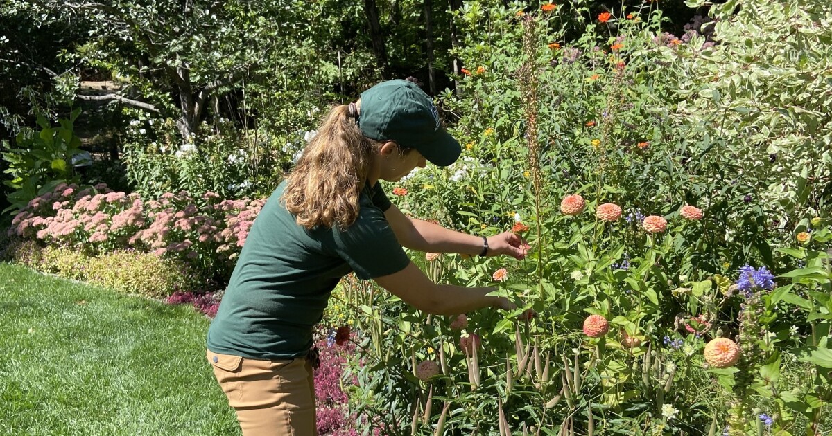 Homegrown NH: Getting a start on fall garden clean-up
