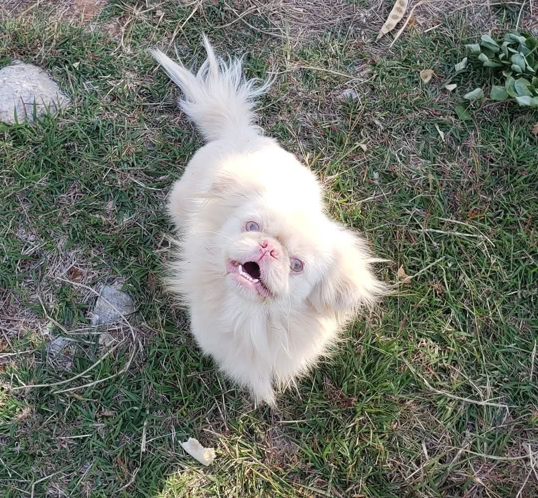 If Dogs Could Talk - Havana Times