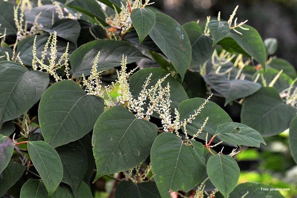 Parthenia Invasive Invasive plants, a threat to biodiversity – CONVEN.ORG | HOME