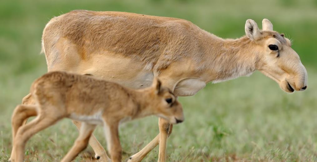 Kazakhstan Gifts 1,500 Saiga Antelopes to China