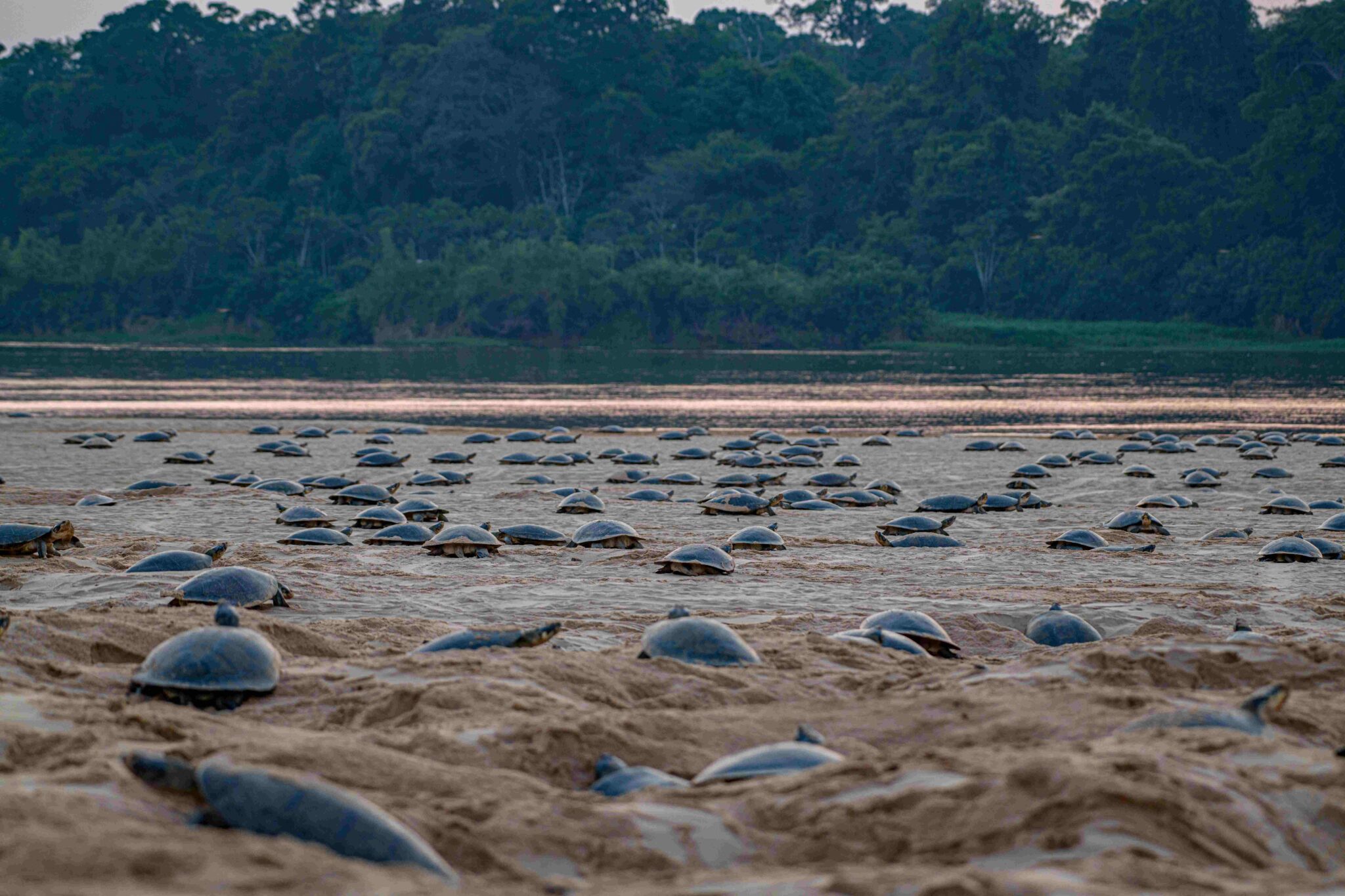 Largest turtle nest in the world revealed in drone study – CONVEN.ORG ...