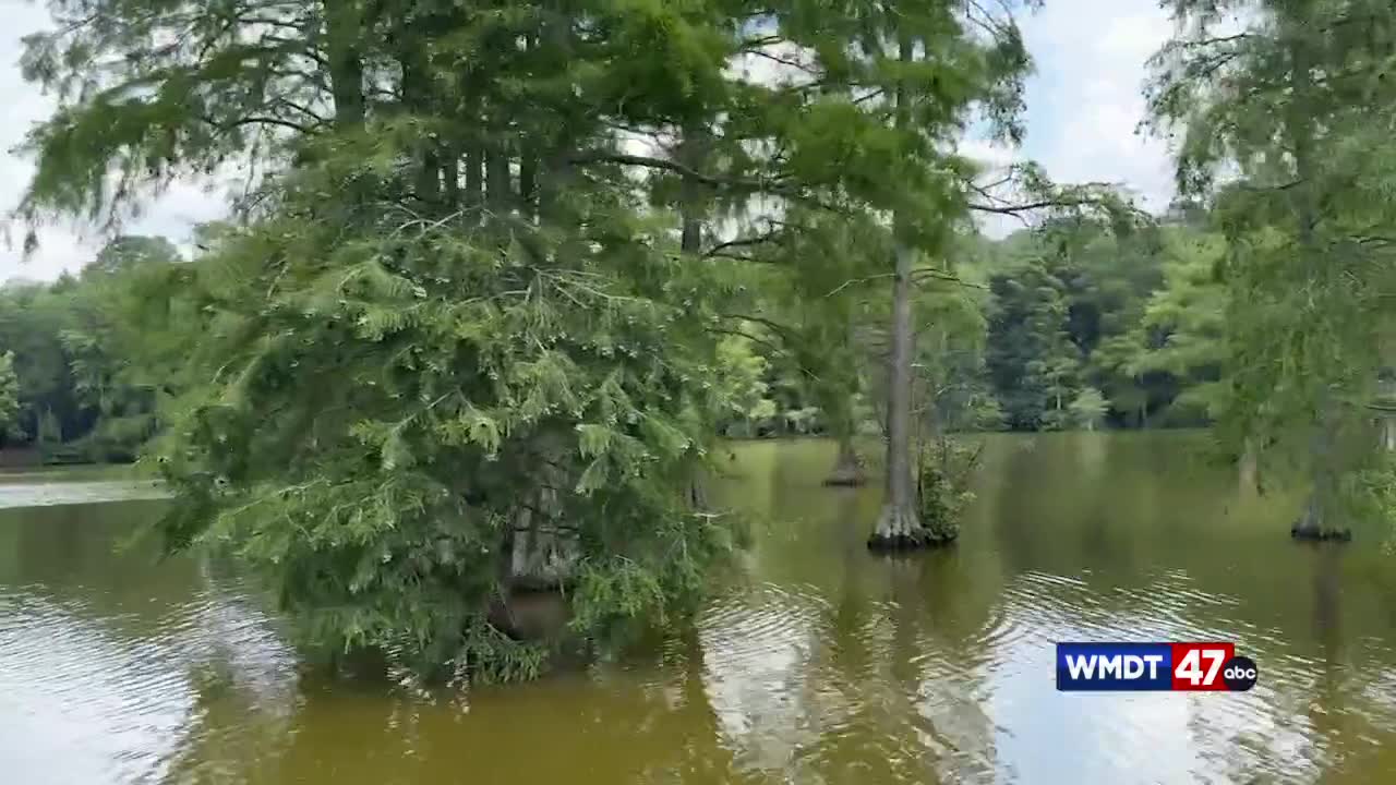 Live Green: Trap Pond Cypress Trees