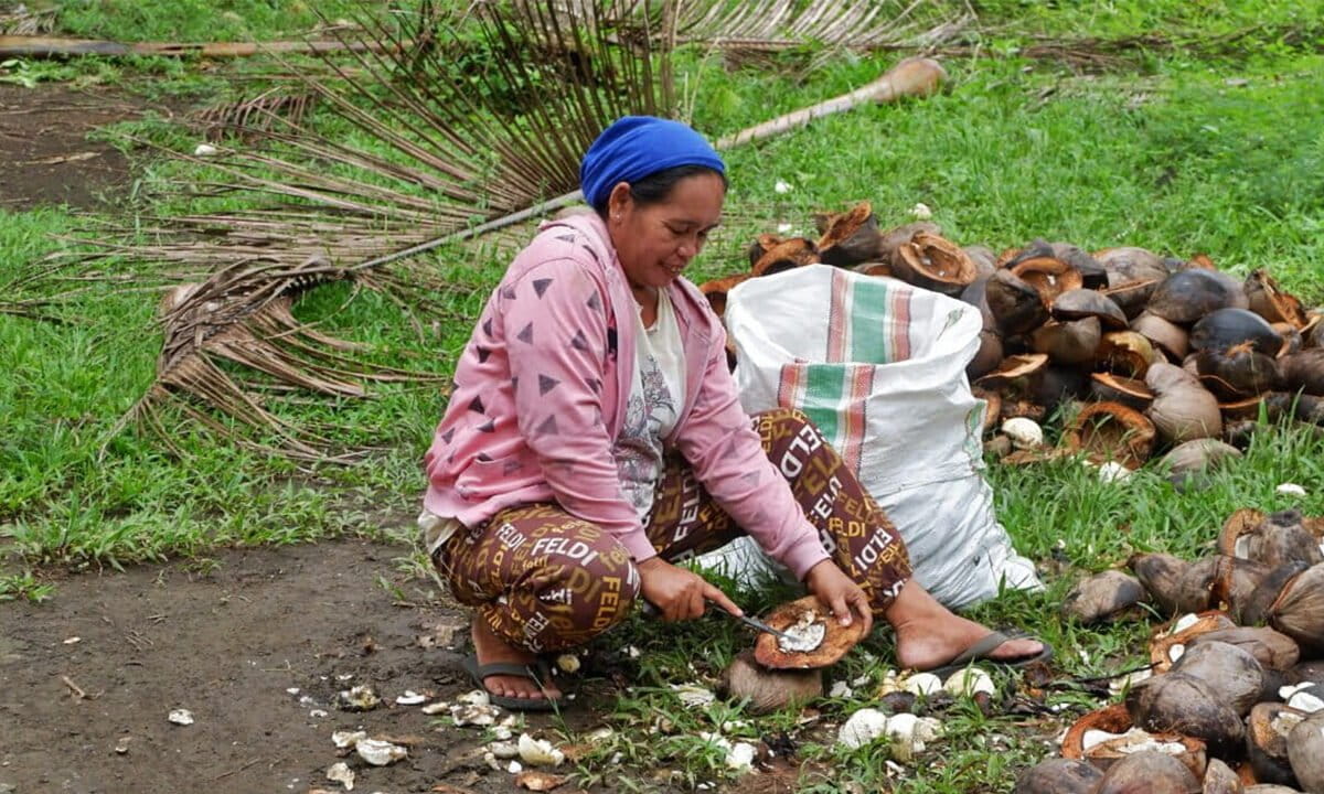 Maluku coconut growers cry crisis as Indonesia land-grabs feed energy transition