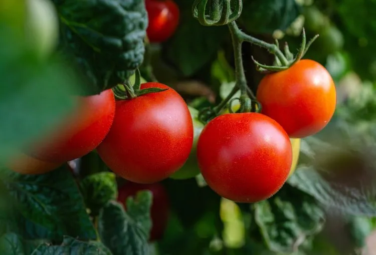 Tomatoes make up over 30% of Morocco’s fruit and vegetable export earnings, ranking the country third in global tomato exports behind Mexico and the Netherlands.