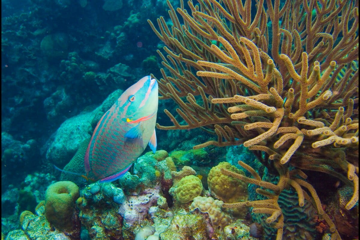 Most Caribbean coral reefs to stop growing by 2040, study warns