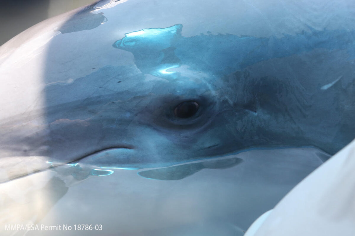 On World Dolphin Day, spotlight falls on threats to dolphins worldwide