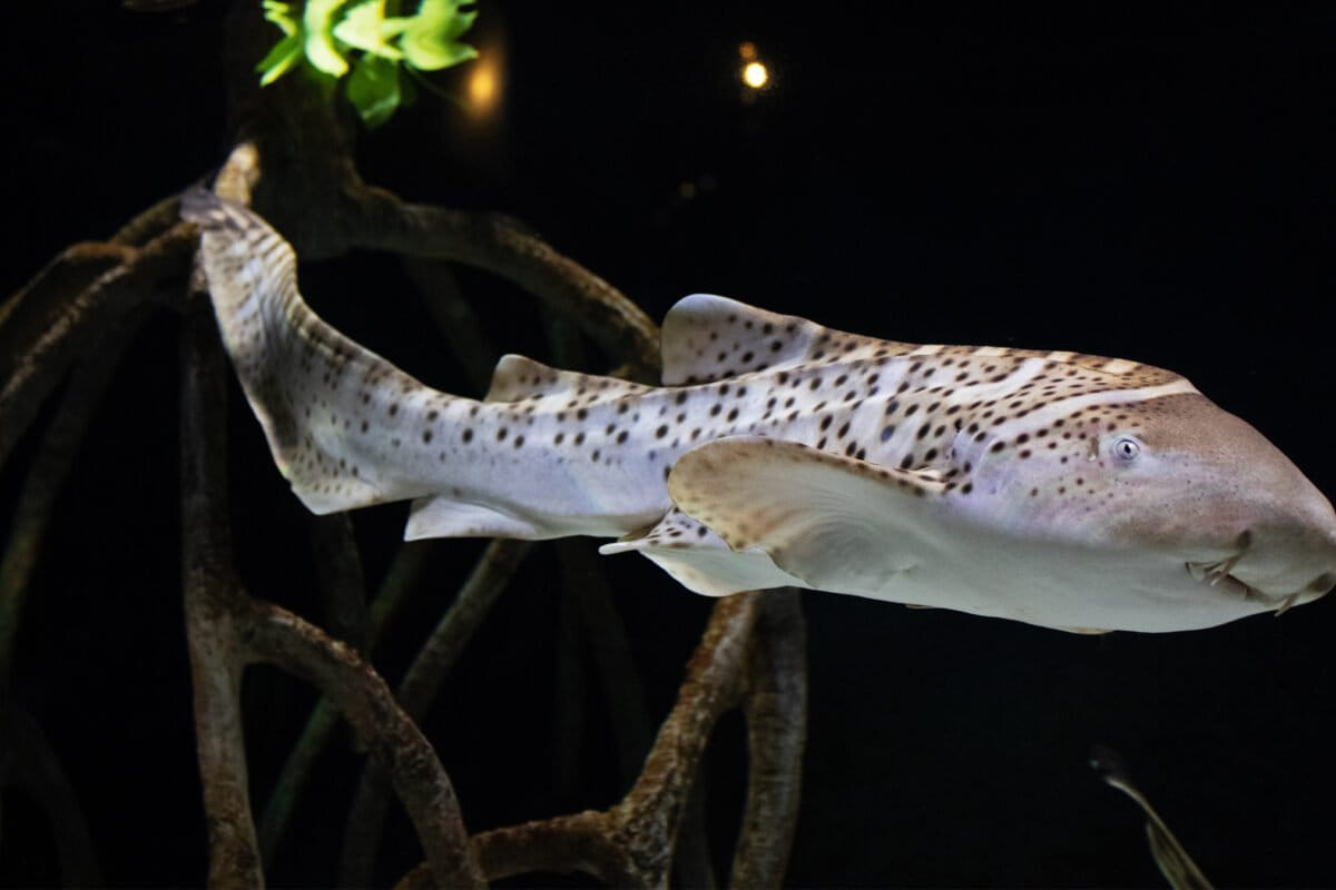 A transitional zebra shark in the Pacific Visions exhibit at the Aquarium of the Pacific in California.