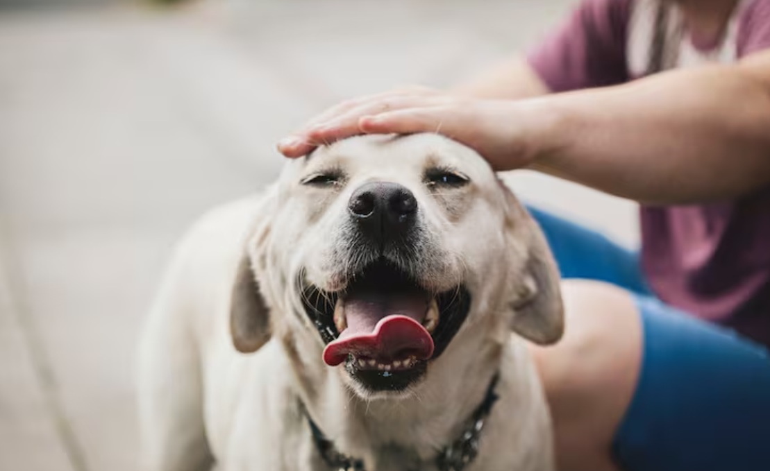 Dog tax proposal in South Tyrol strongly criticised. Image credit: Sally Anscombe / Getty Images