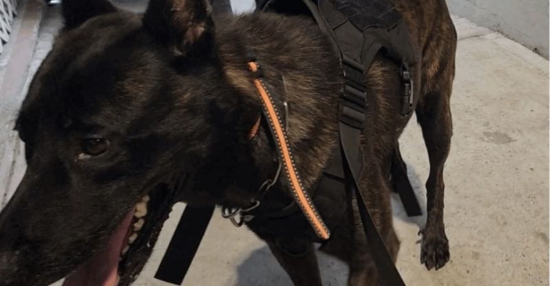 Rat bait poisoning ruled out in K9 Officer Tyson’s death
