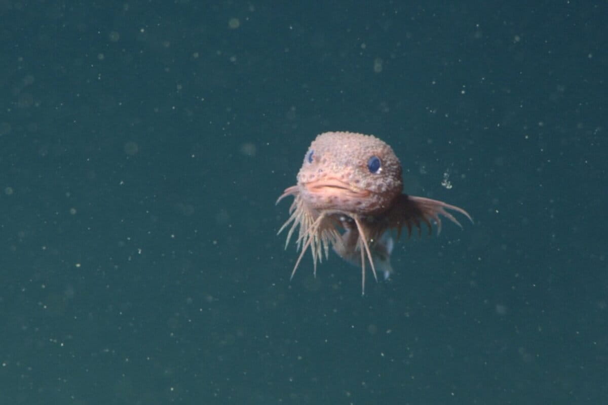 Researchers describe three new-to-science snailfish species off California coast