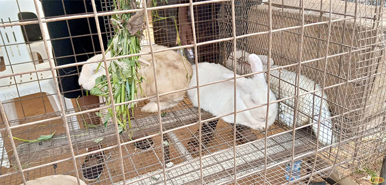 Rubanda teen girl kills father over rabbit