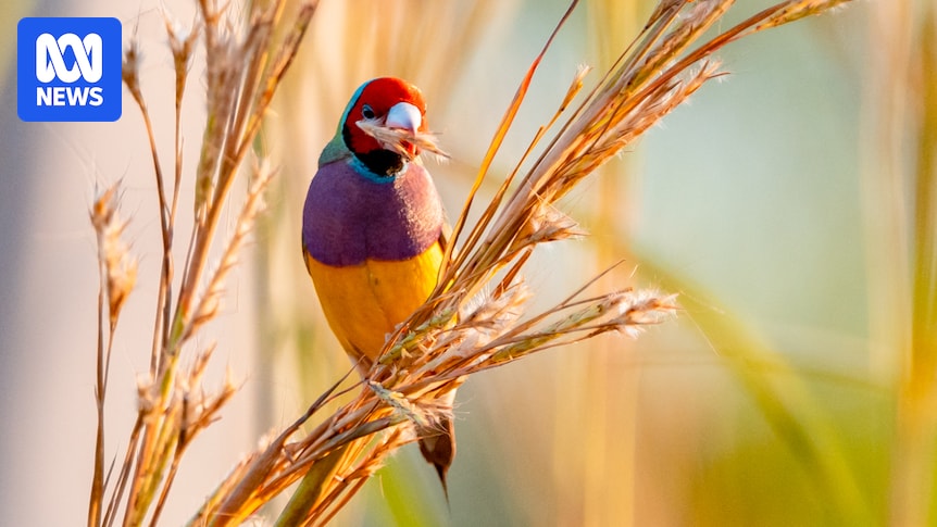 Sharp drop in Gouldian finch sightings sparks worry in WA