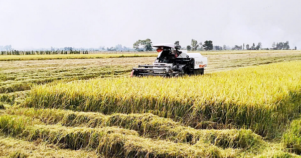 Stakeholders call for state intervention to stabilize prices following Philippines’ halt in Vietnamese rice imports