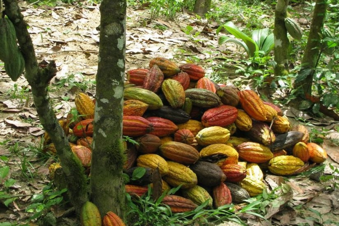 The dance of the Cocoa Slave