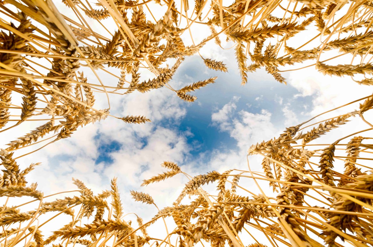 Tokayev Calls for On-Time Harvest, Bigger Agricultural Role in Economy