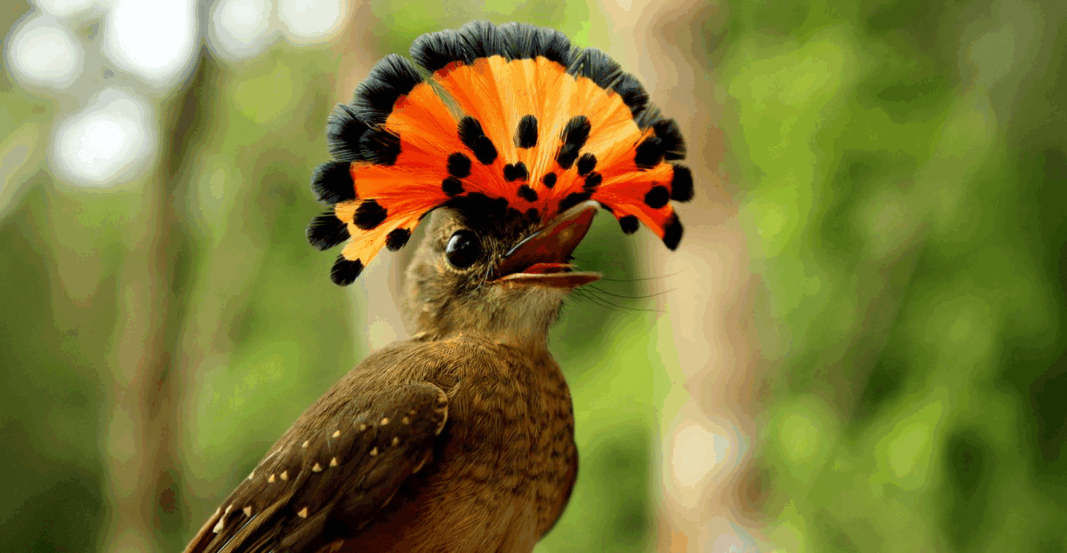 Tropical bird numbers plummet due to more days of extreme heat, study finds