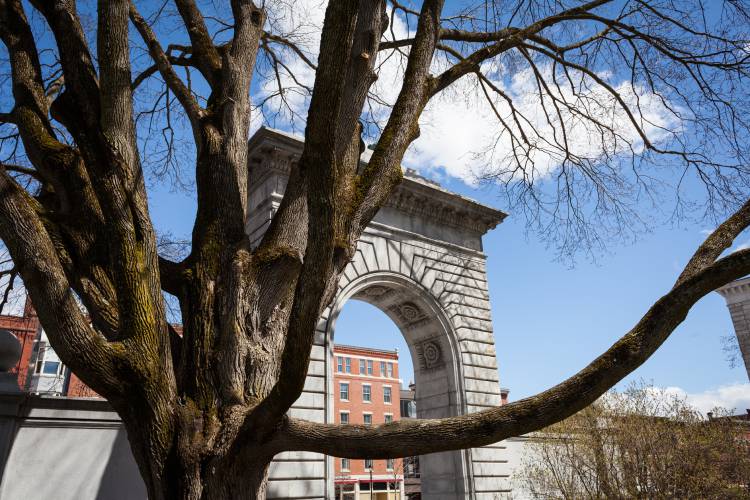 Without iconic Norway maple, new planting plan in the works for State House plaza